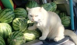 吃瓜网红少女猫猫,吃瓜网红的趣味生活揭秘