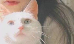 吃瓜网红少女猫猫,吃瓜网红的趣味生活揭秘