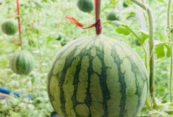 莱州吃瓜最新事件爆料是真的吗,最新爆料真相揭秘