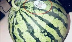 神秘吃瓜网红,揭秘网络红人的幕后故事