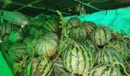 信阳最大免费吃瓜公司,揭秘全民瓜分狂欢背后的秘密