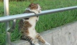 吃瓜网红少女猫猫,吃瓜网红的趣味生活揭秘