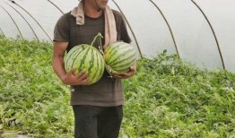 信阳最大免费吃瓜公司,揭秘全民瓜分狂欢背后的秘密